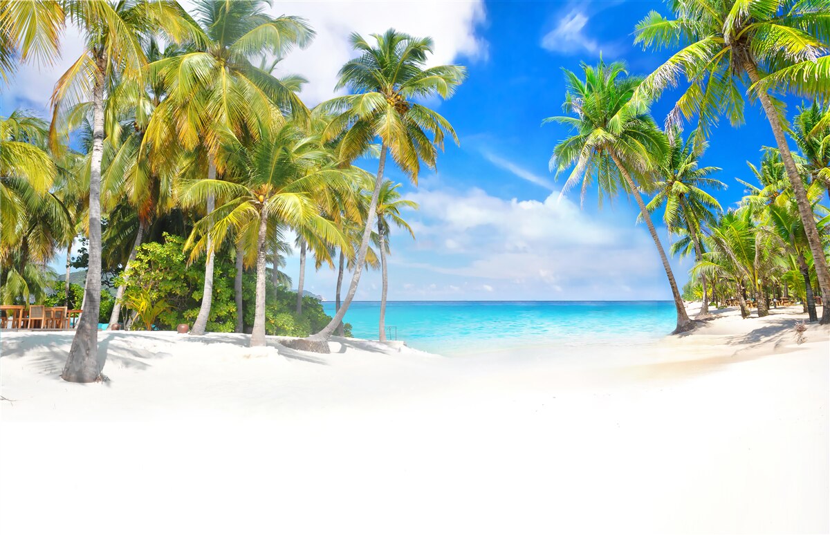 Fototapeta plaża usiana palmami