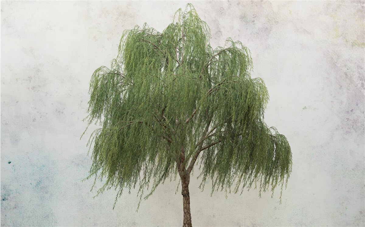 Fototapeta wierzba płacząca