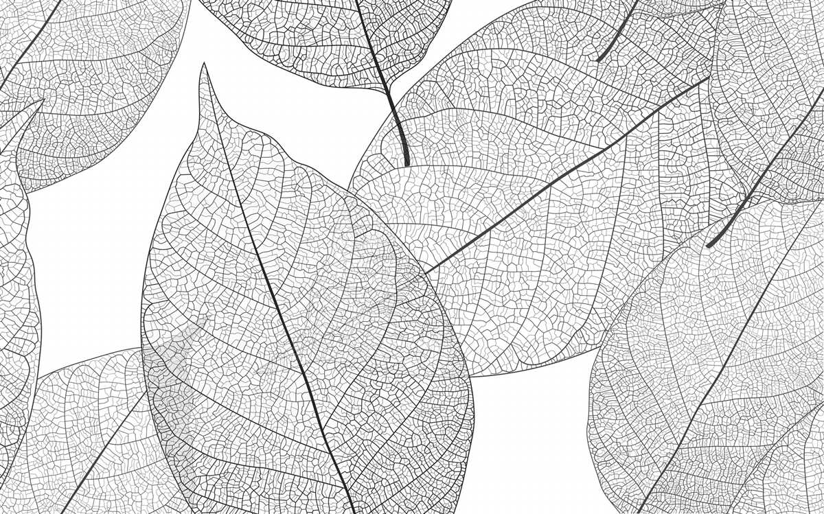 Fototapeta przezroczyste duże liście