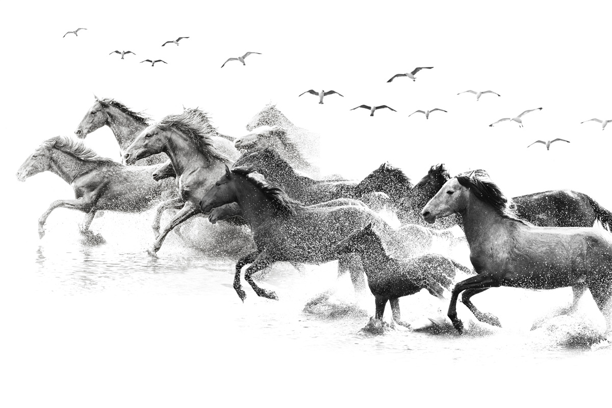 Fototapeta wiele galopujących koni