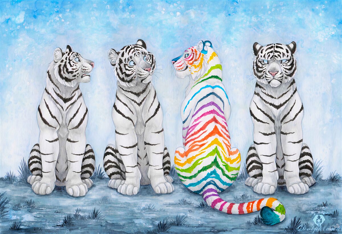 Fototapeta jeden pstrokaty tygrys i trzy białe tygrysy