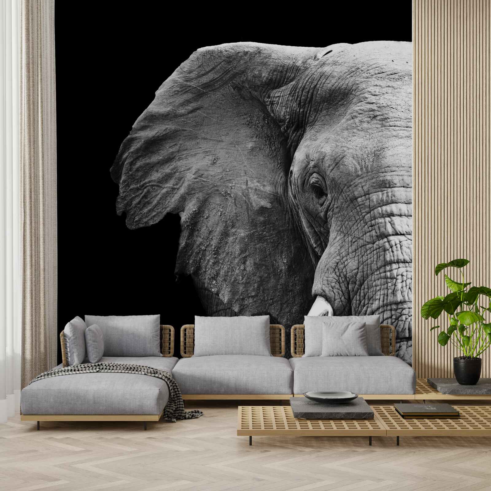 Fototapeta zbliżenie słonia na czarnym tle