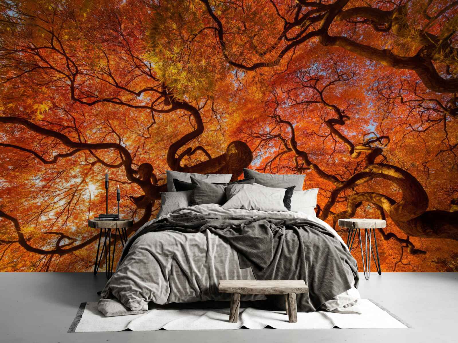 Fototapeta widok z dołu na drzewo jesienią