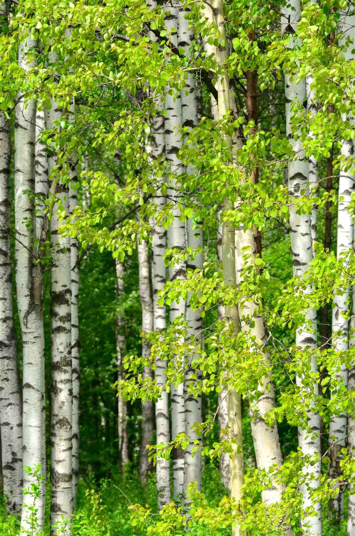 Fototapeta brzozowy las