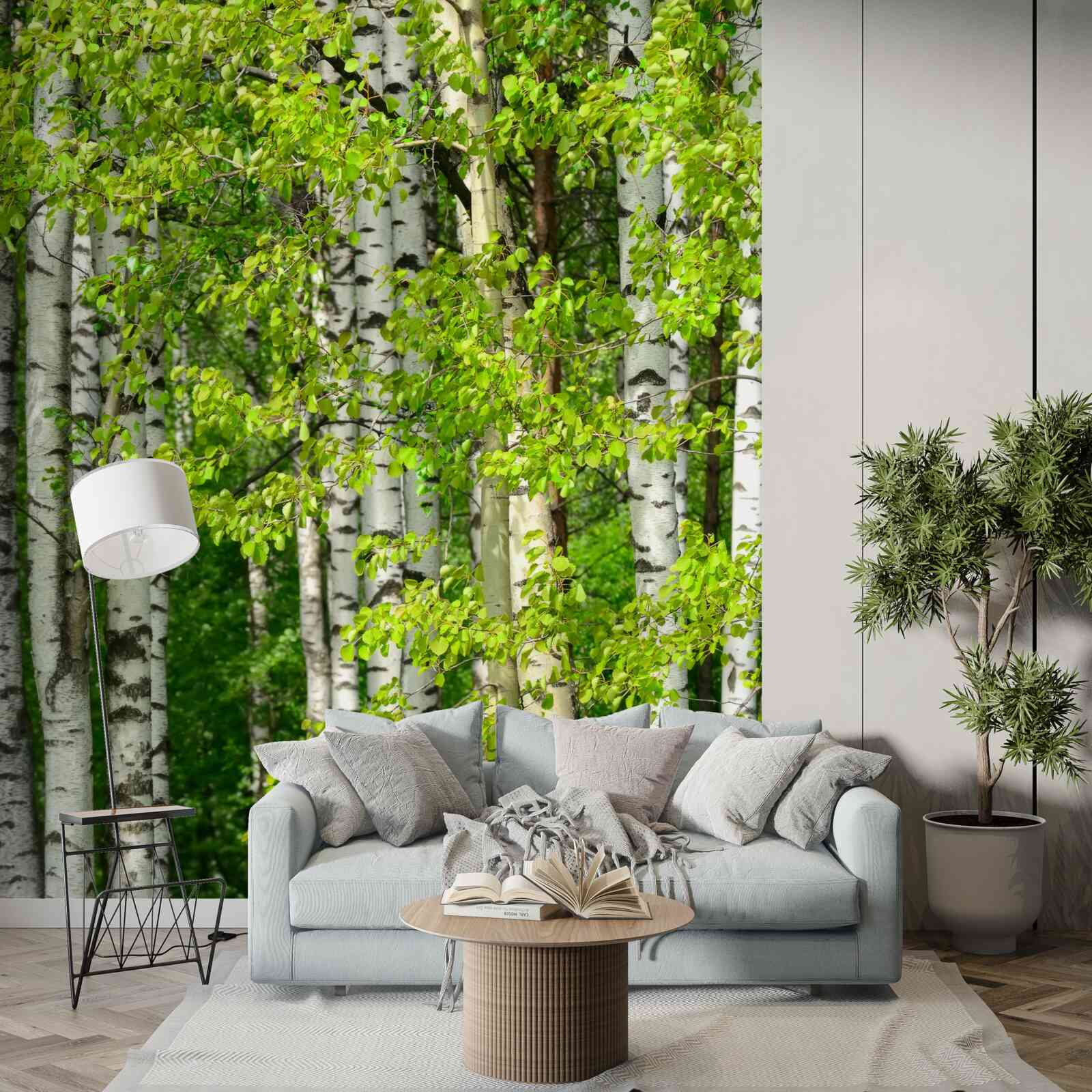 Fototapeta brzozowy las