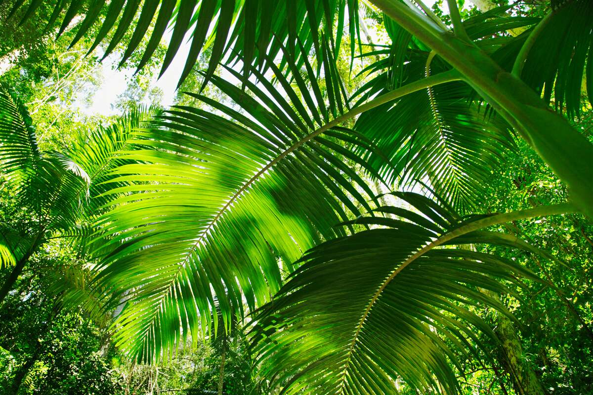 Fototapeta duże zielone liście