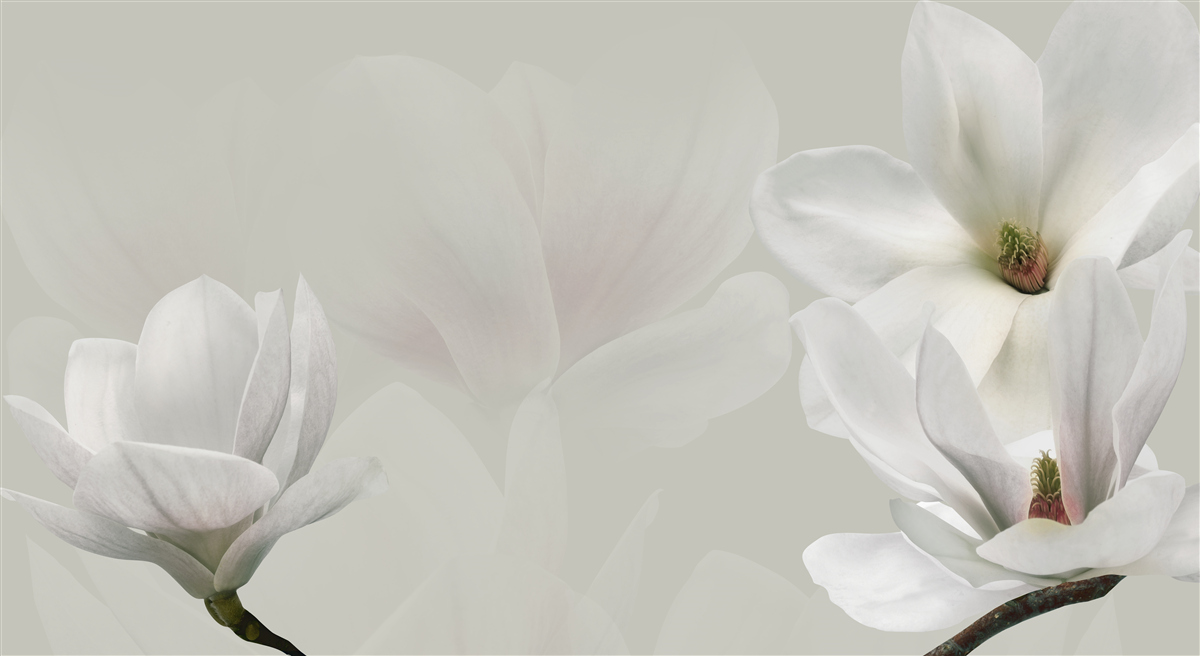 Fototapeta duże białe kwiaty