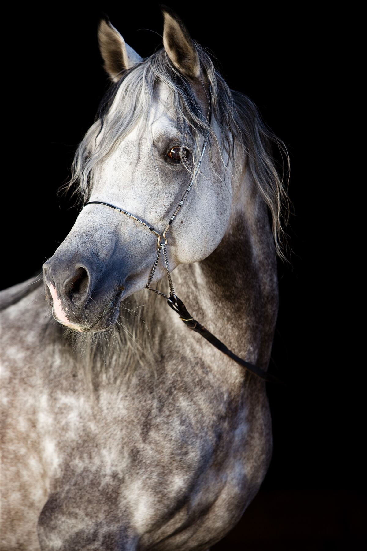 Fototapeta elegancka sylwetka konia na ciemnym tle