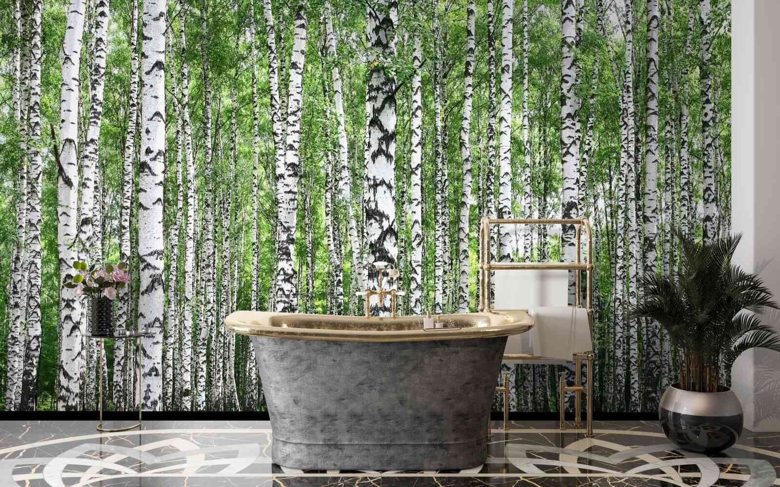 Fototapeta rozległy gaj brzozowy