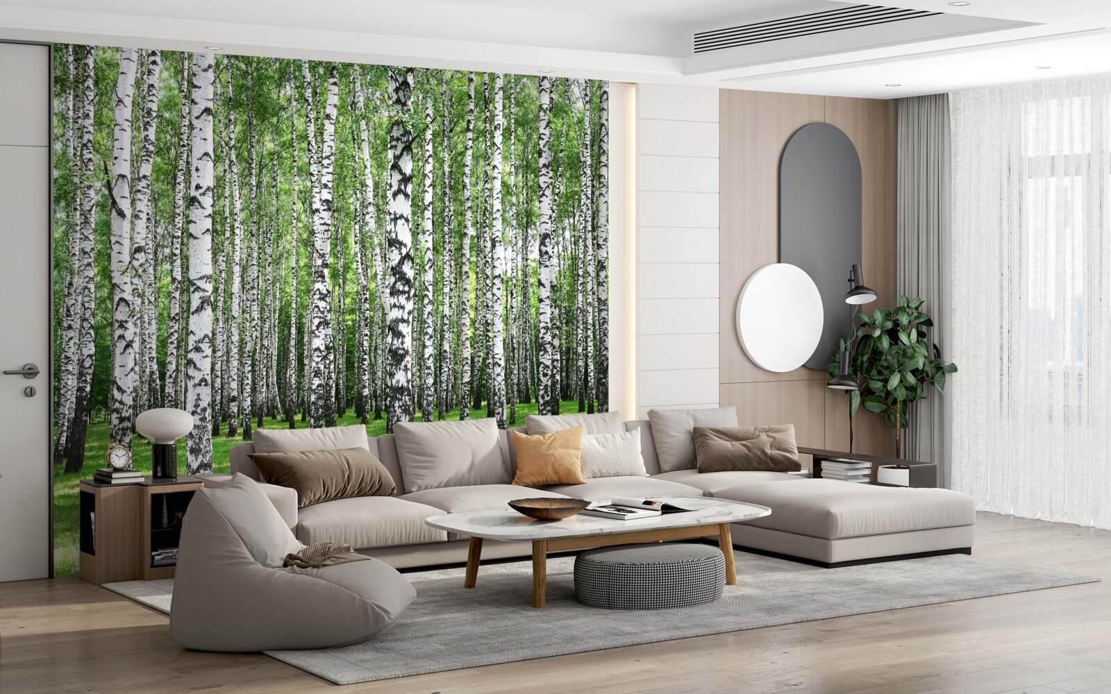 Fototapeta rozległy gaj brzozowy