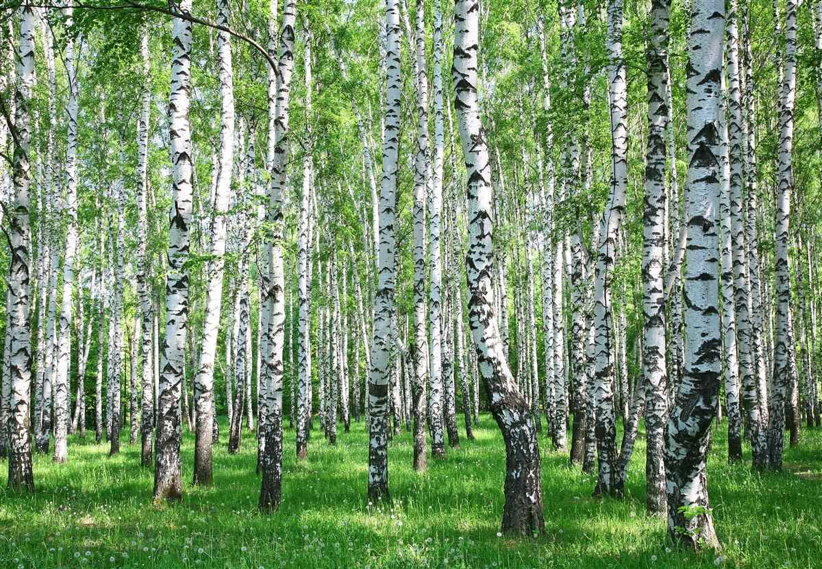 Fototapeta w lesie jest dużo brzóz