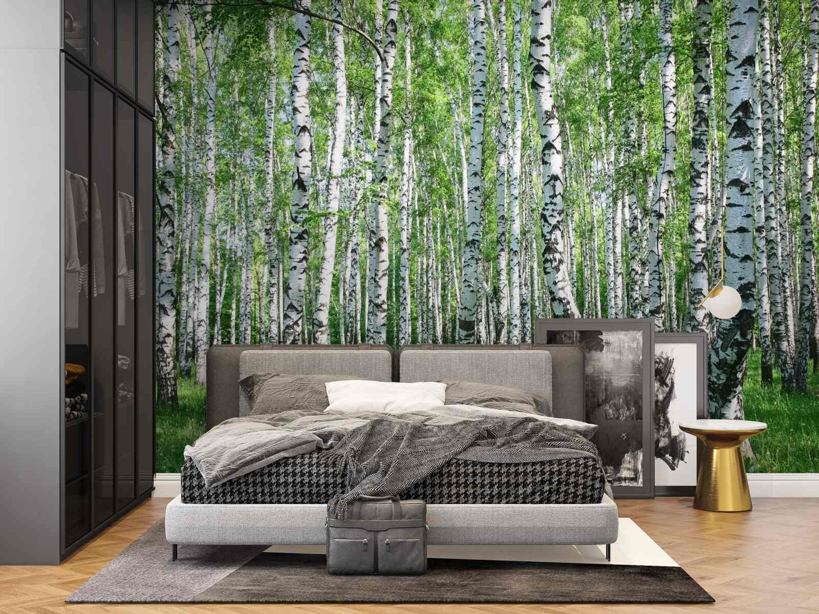 Fototapeta w lesie jest dużo brzóz