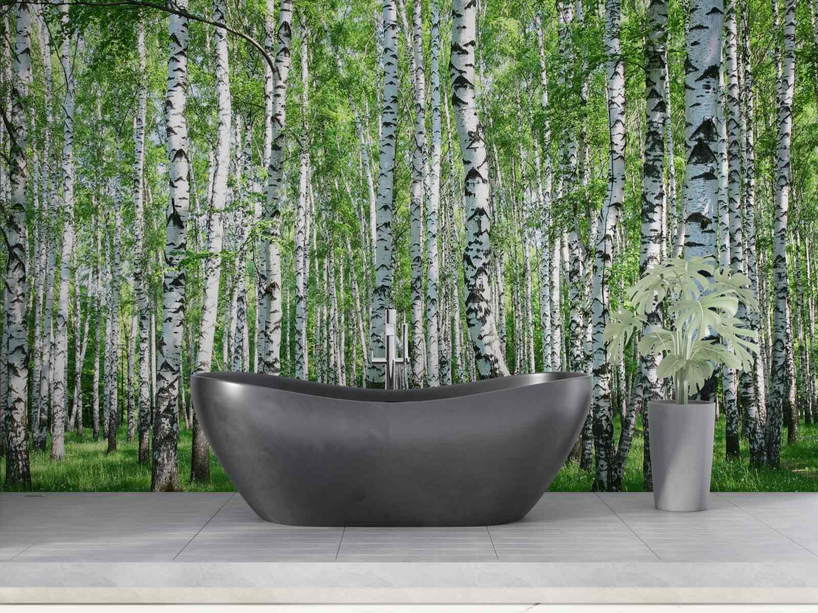 Fototapeta w lesie jest dużo brzóz