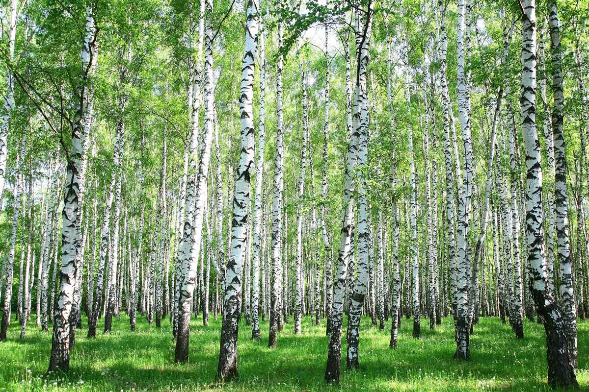 Fototapeta pełne wdzięku, ku niebu brzozy
