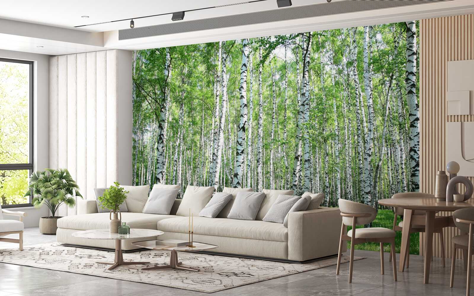 Fototapeta pełne wdzięku, ku niebu brzozy