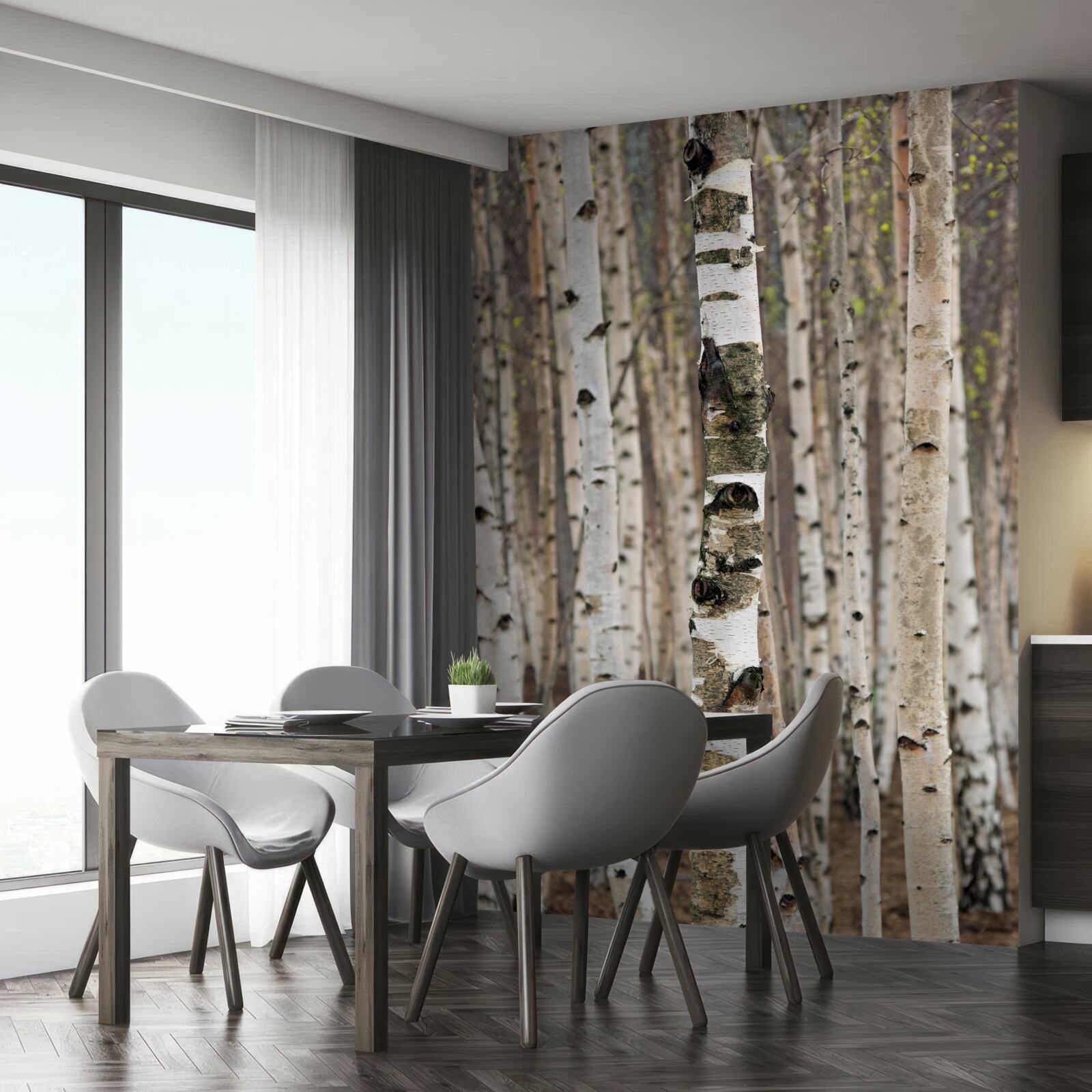 Fototapeta brzozy w lesie