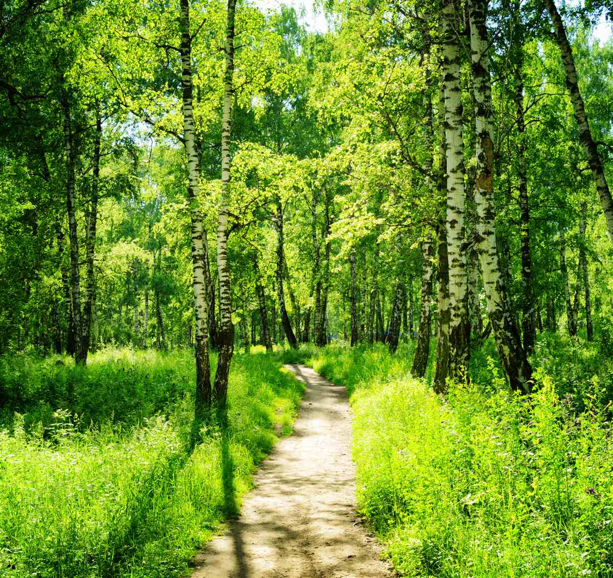 Fototapeta ścieżka otoczona zielonymi drzewami