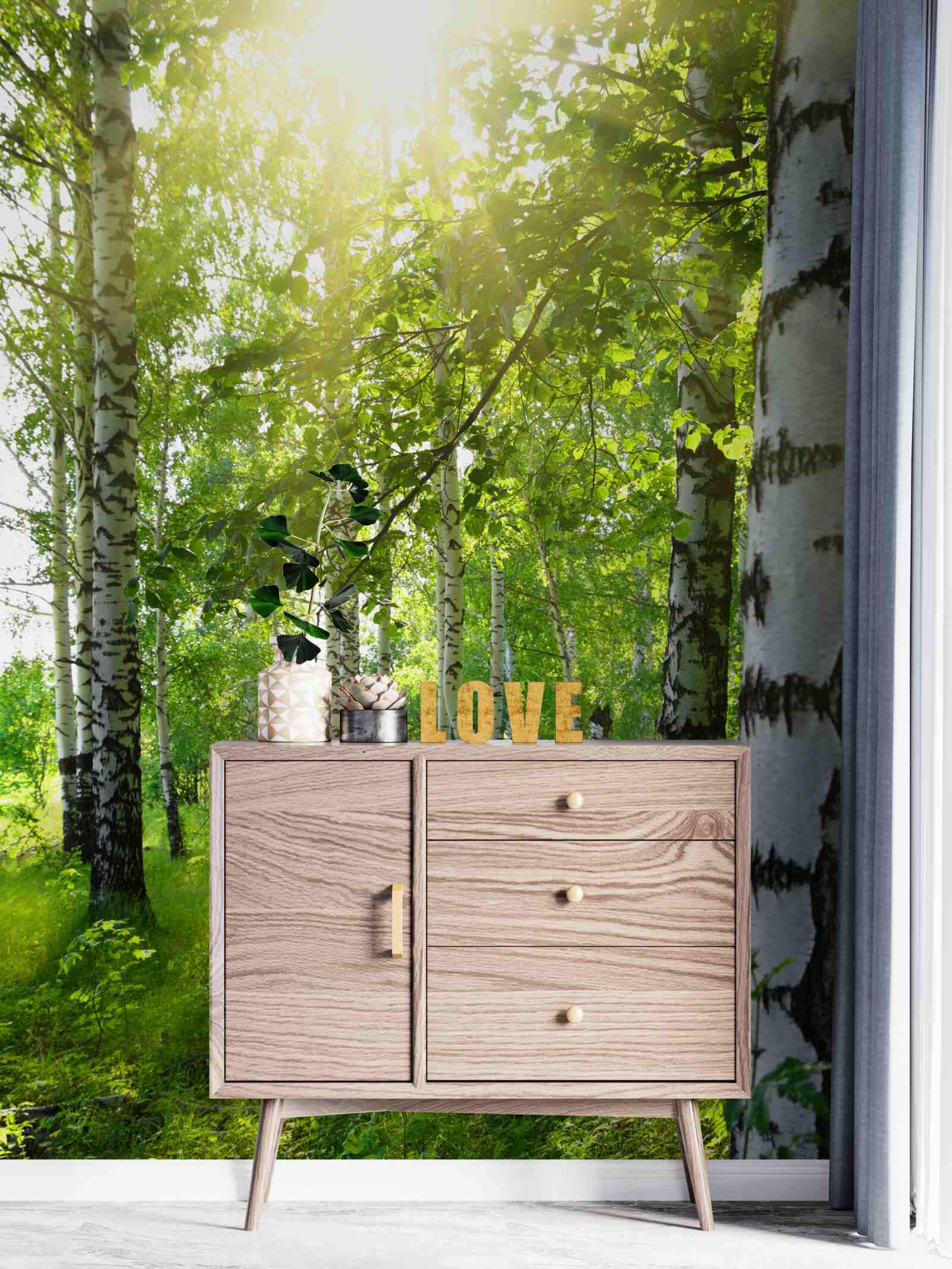 Fototapeta promienie słońca w gaju brzozowym