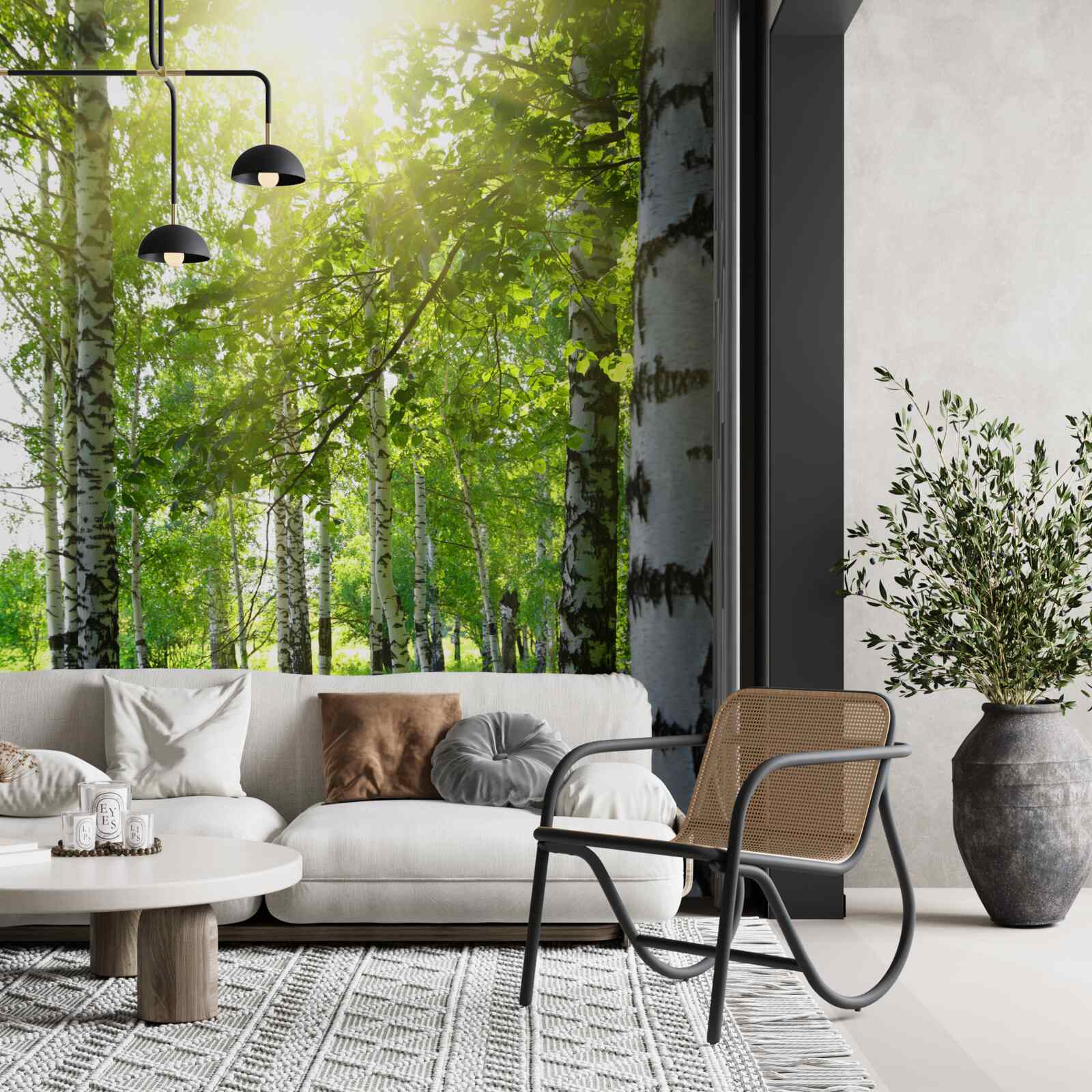 Fototapeta promienie słońca w gaju brzozowym