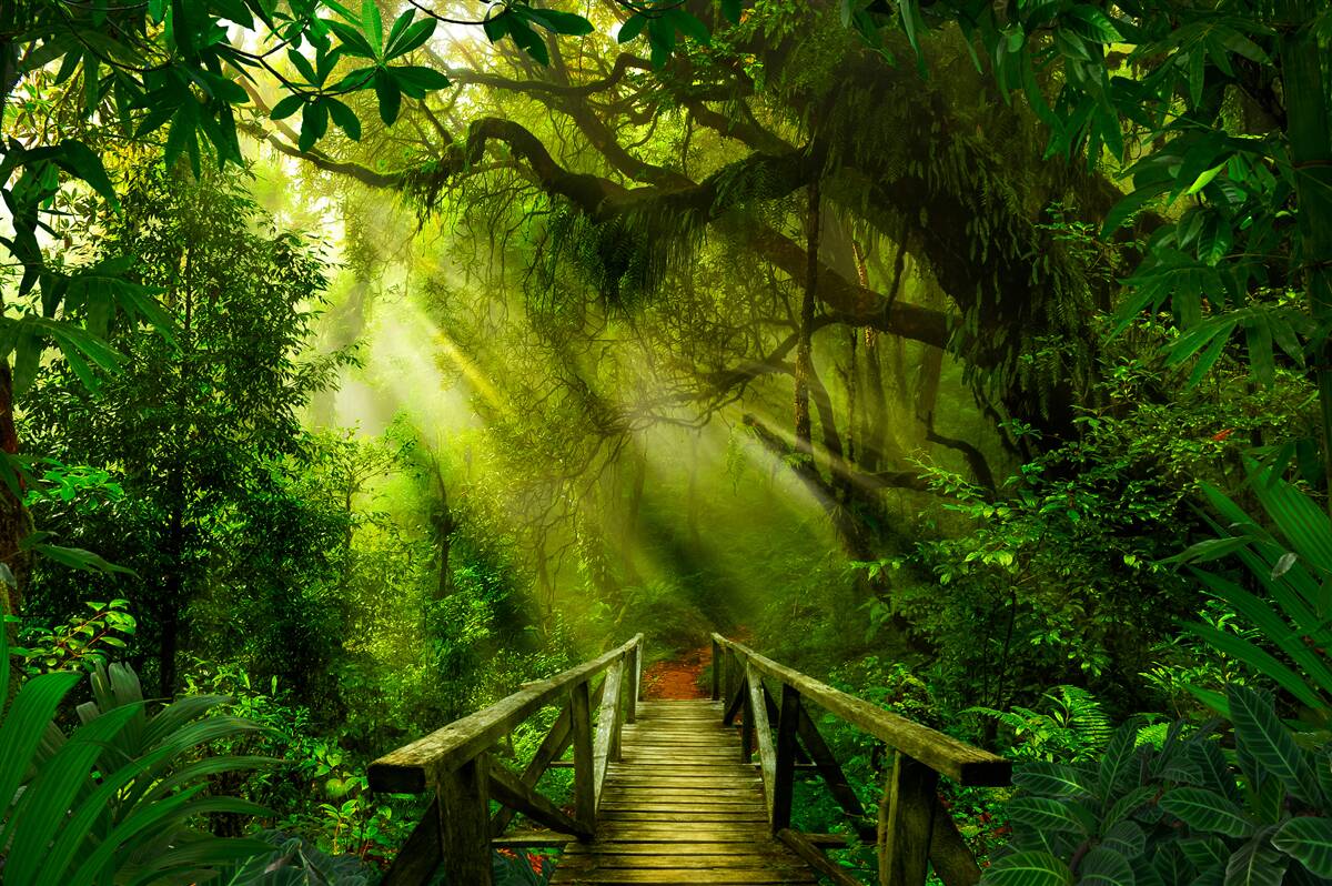 Fototapeta most w głębi lasu