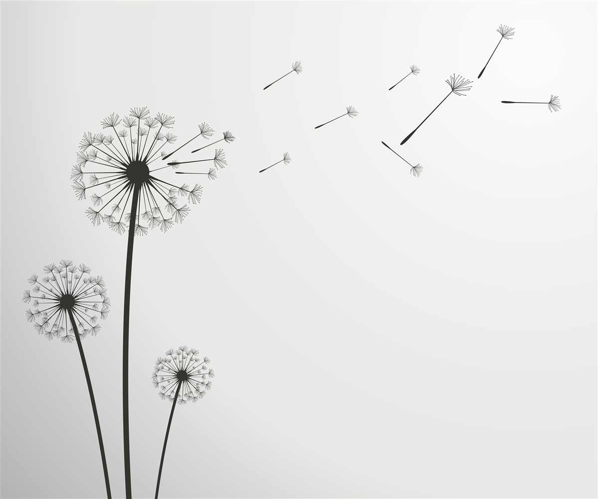 Fototapeta opadłe mlecze odlatują