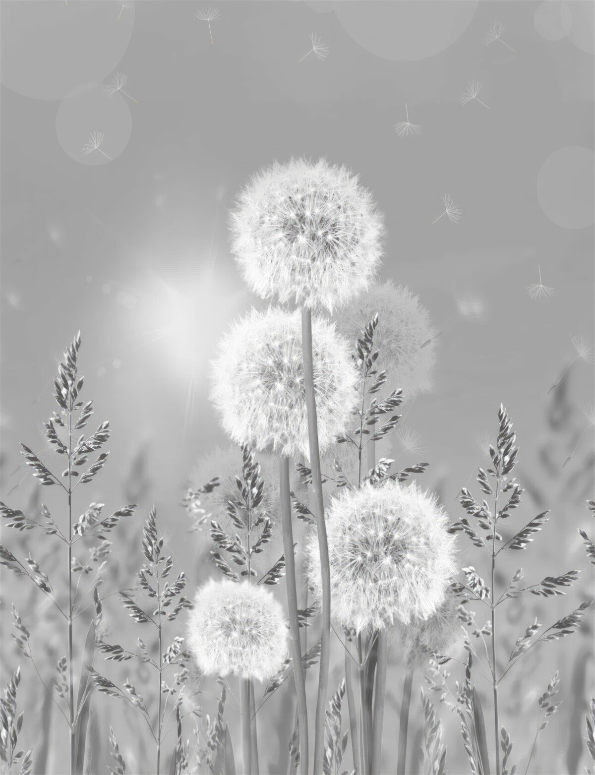 Fototapeta mniszki w odcieniach czerni i bieli