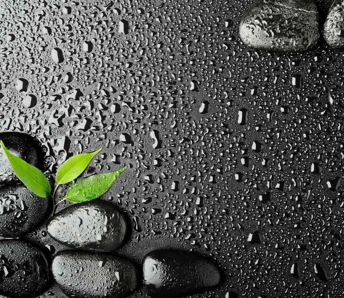 Fototapeta zielone liście i czarne kamienie