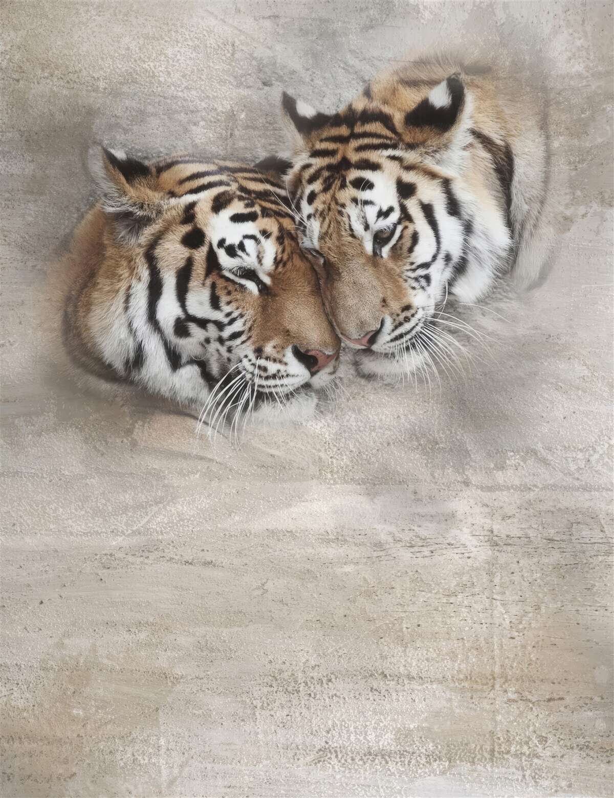 Fototapeta dwa tygrysy przylgnęły do ​​siebie