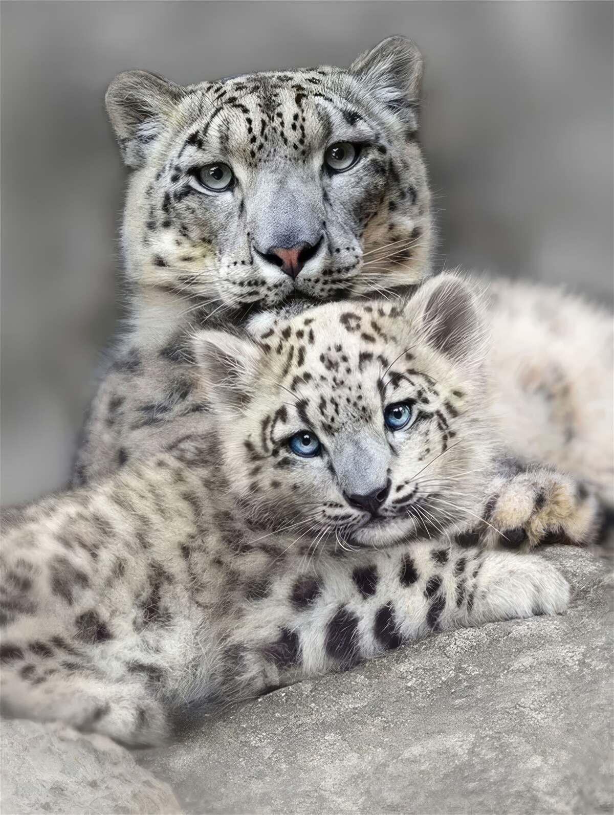 Fototapeta lampart ze swoim młodym