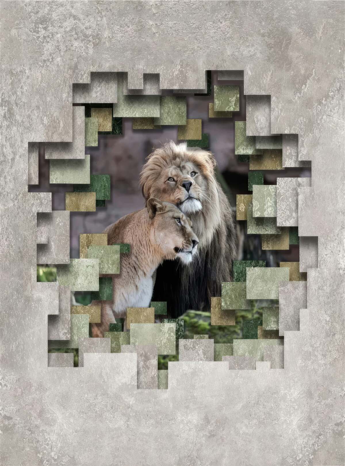 Fototapeta lew i lwica połączyły się