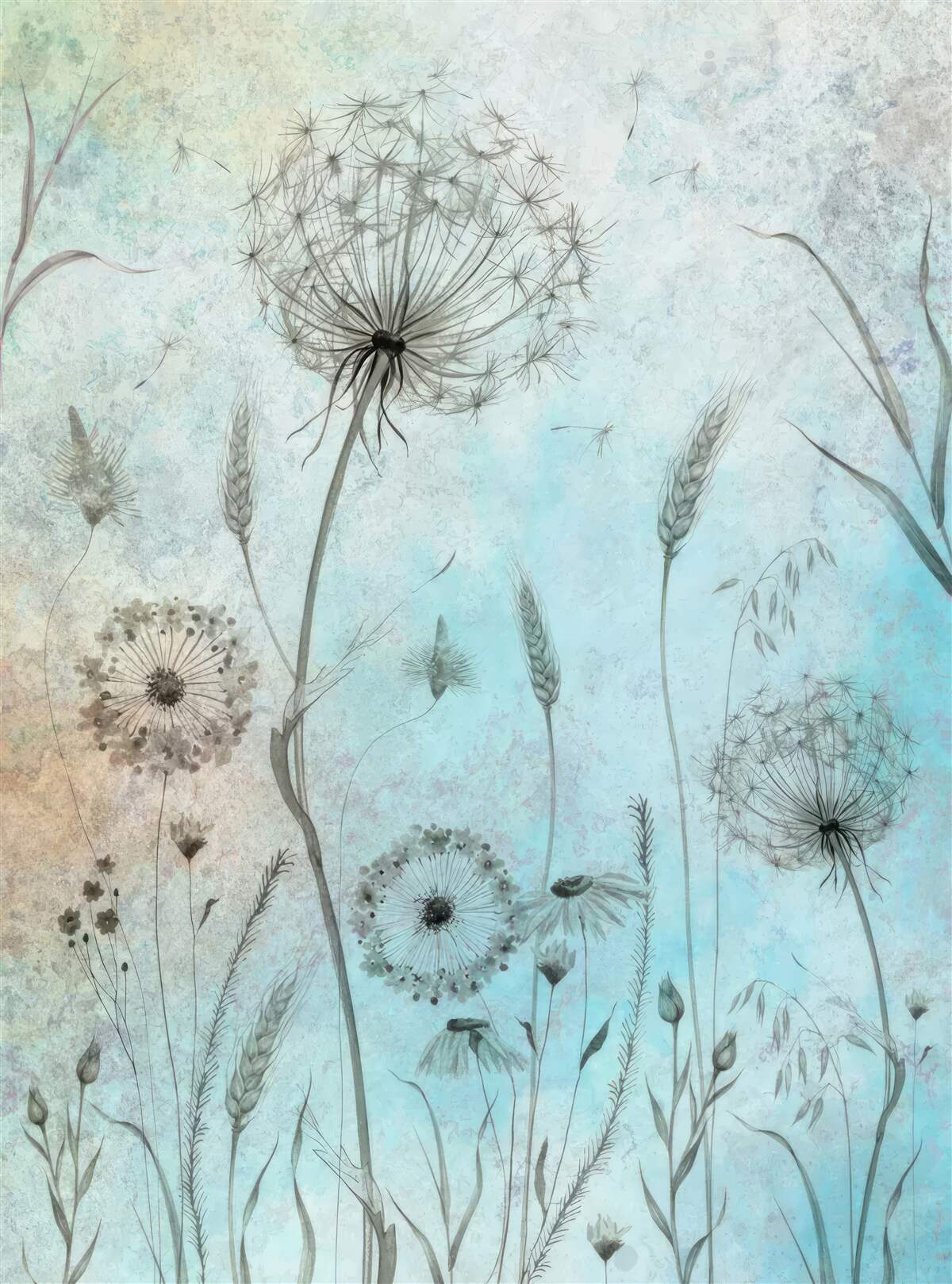 Fototapeta pszenica i mniszek lekarski