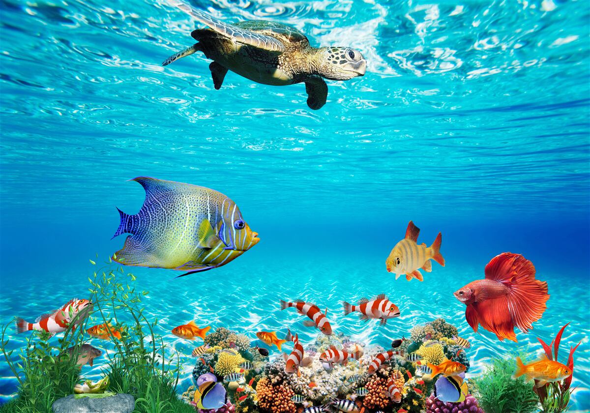 Fototapeta morscy mieszkańcy głębin oceanu