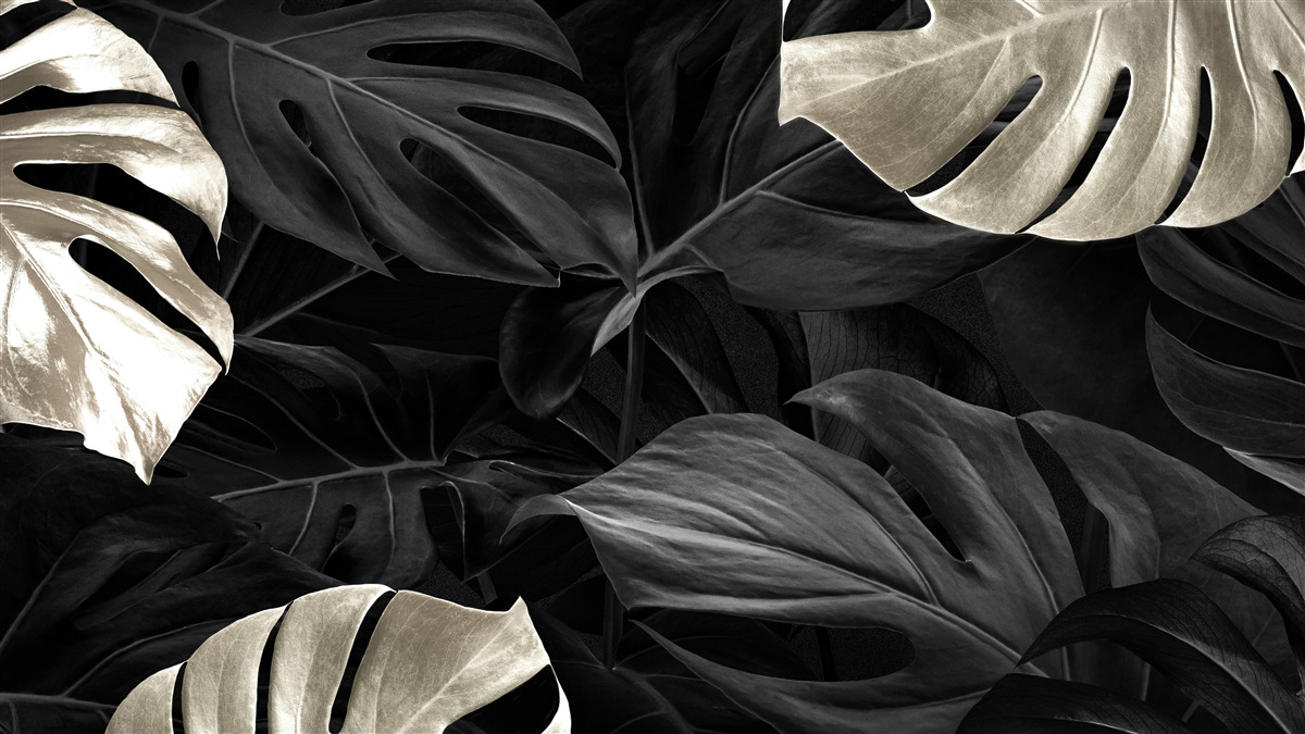 Fototapeta Śnieżnobiałe liście monstery na czarnym tle