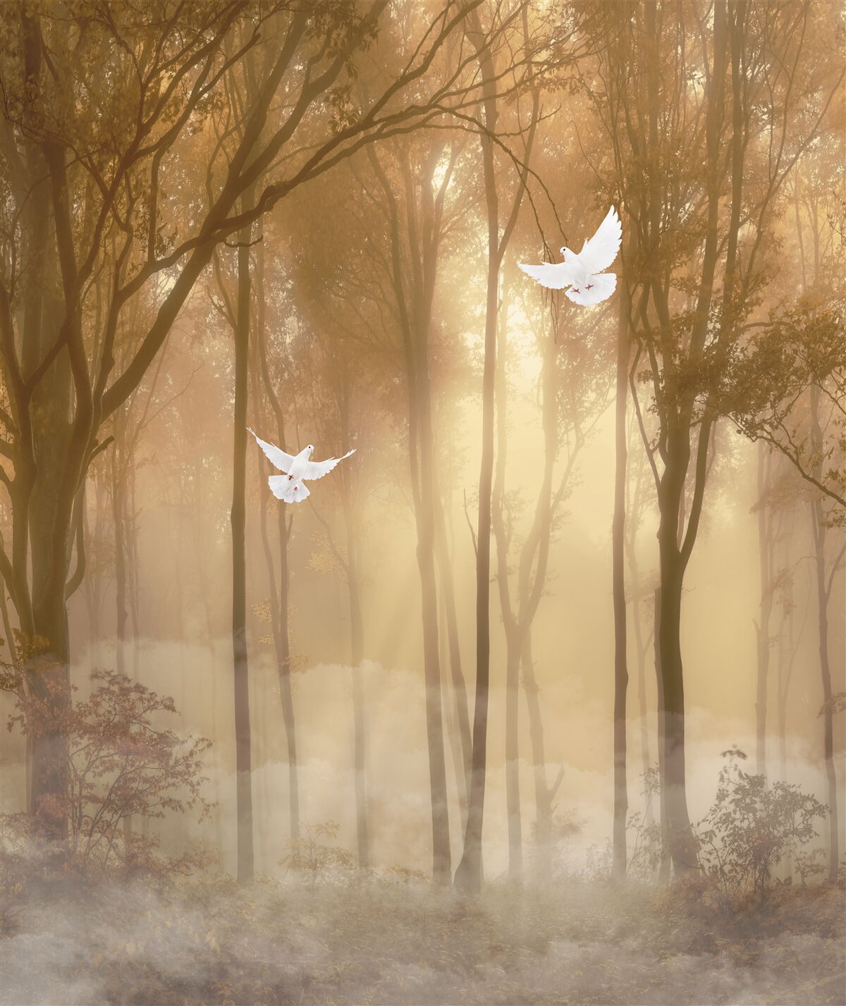 Fototapeta latające gołębie przecinają mglistą osłonę