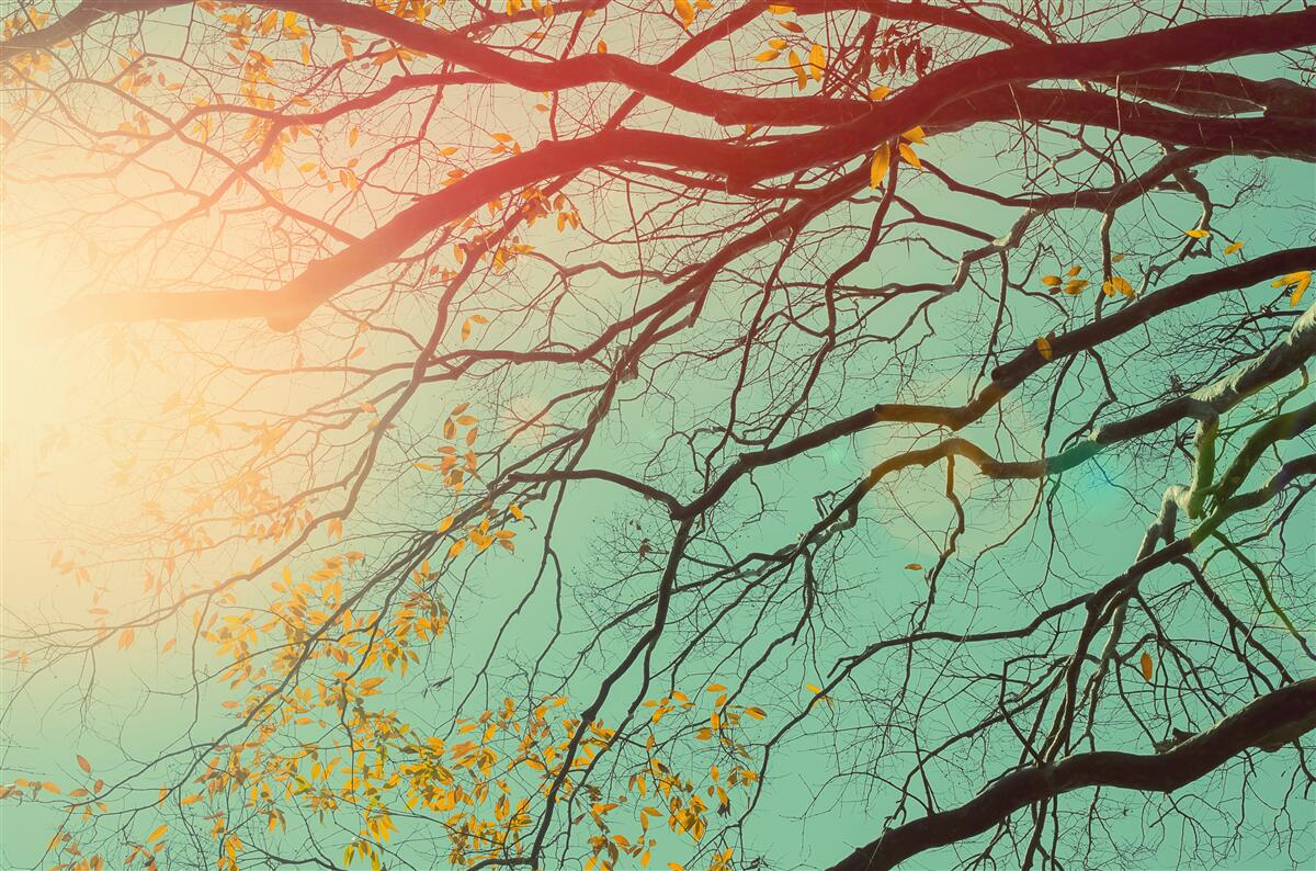 Fototapeta gałęzie drzew widać na tle nieba