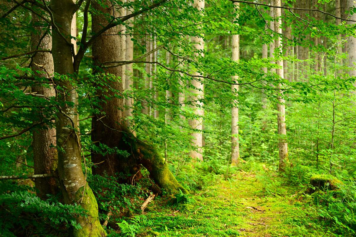 Fototapeta bujny zielony letni las