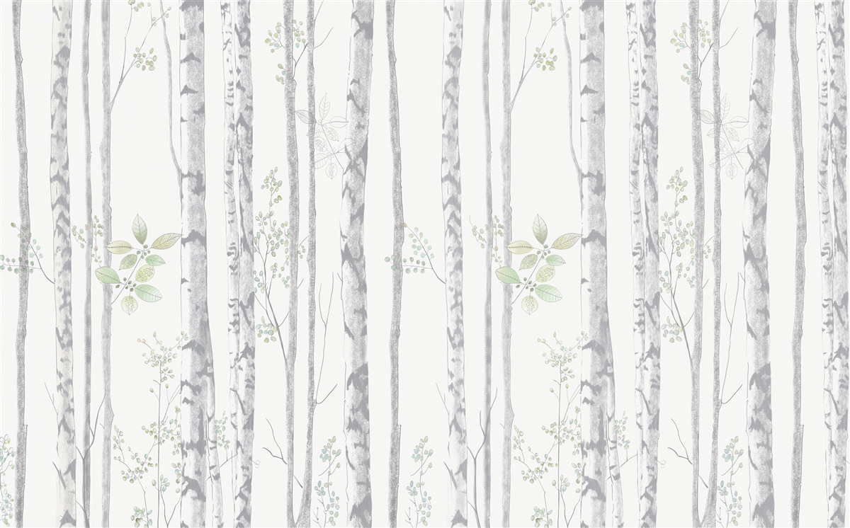 Fototapeta cienkie brzozy