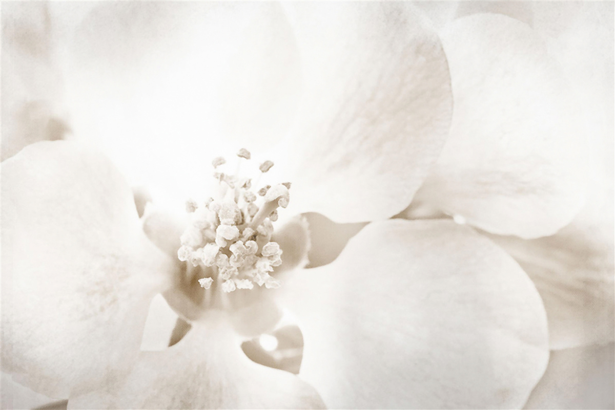 Fototapeta duży delikatny pączek orchidei