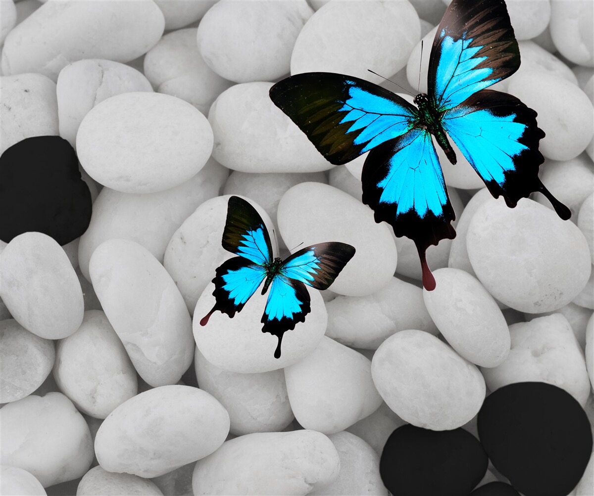 Fototapeta barwne motyle na jasnych kamieniach