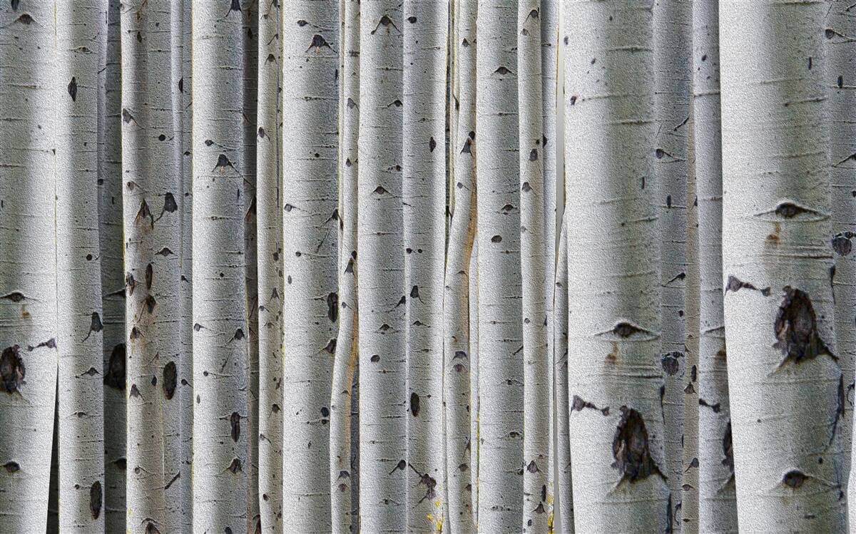 Fototapeta brzozowy las