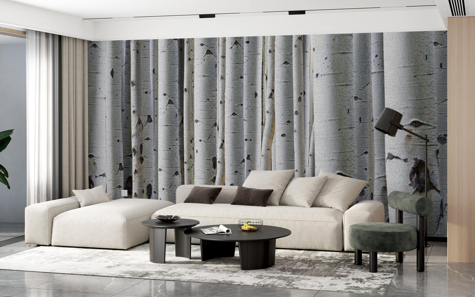 Fototapeta brzozowy las