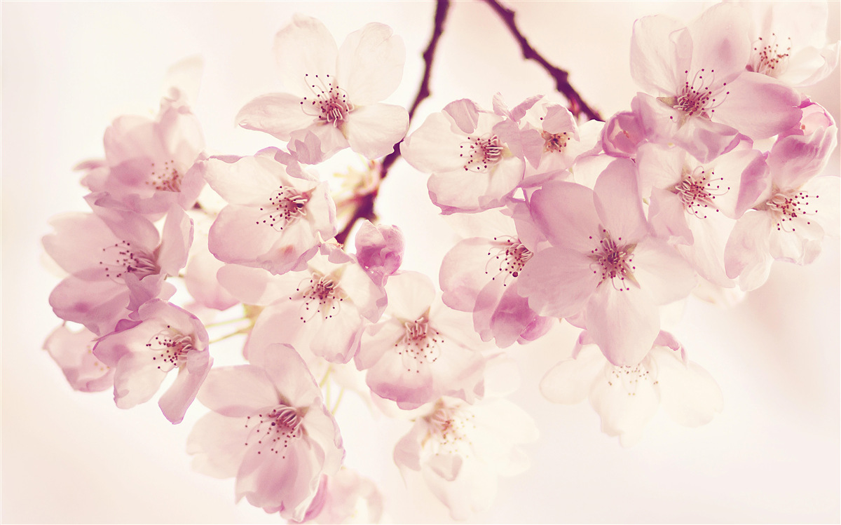 Fototapeta kwiaty dzikiej wiśni, pełne delikatności