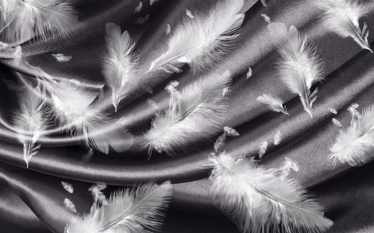 Fototapeta na szarym materiale umieszczono pióra śnieżnobiałej bieli