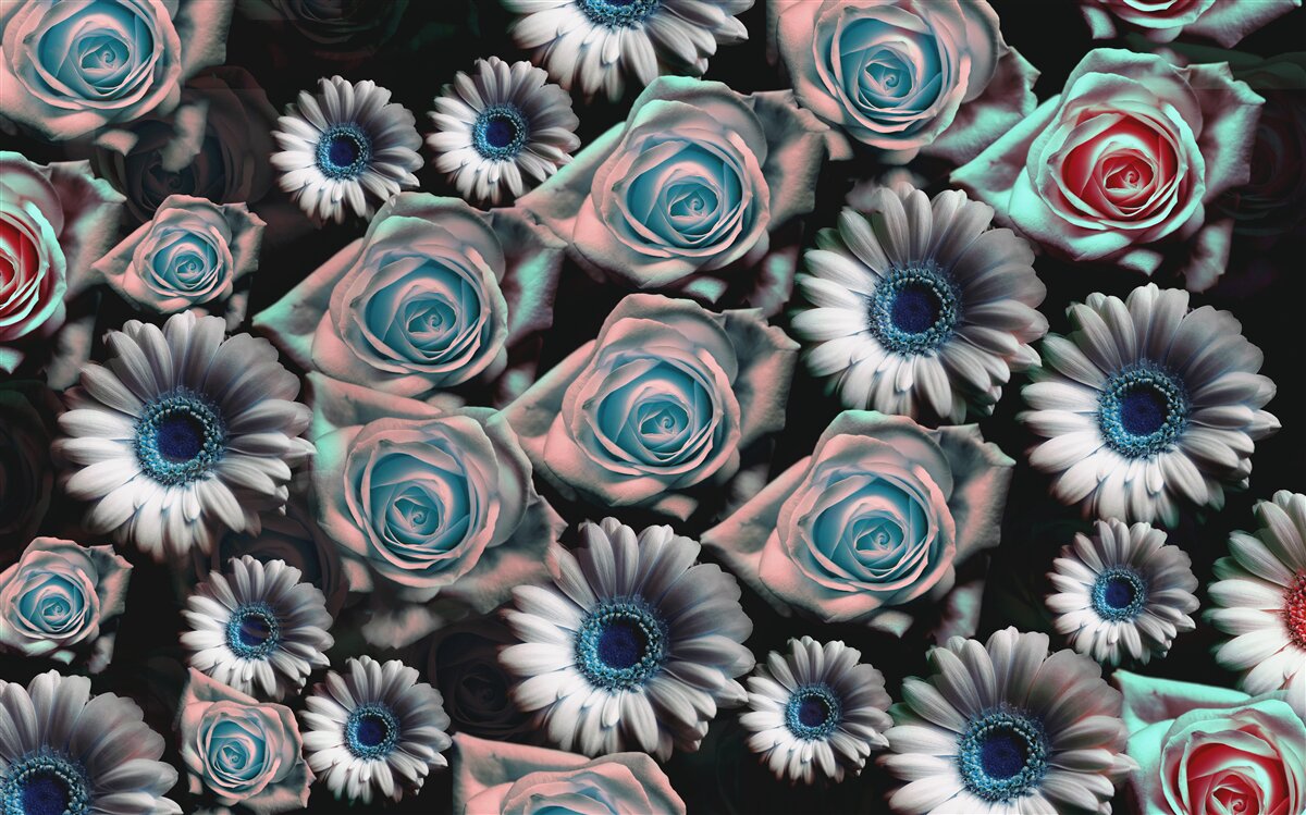 Fototapeta gerbery i róże na czarnym tle