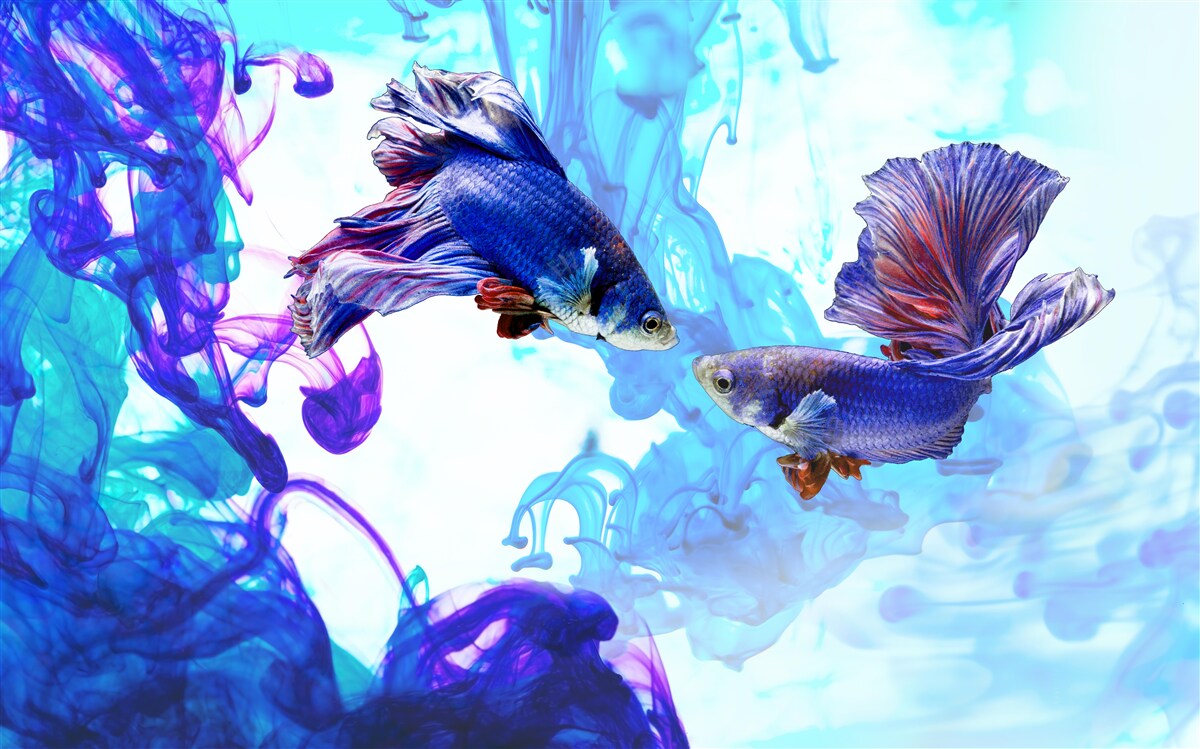 Fototapeta wodni mieszkańcy z ogonami bawią się w mokrych elementach