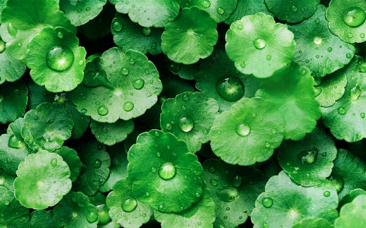 Fototapeta zielone liście pokryte świeżymi kroplami wody