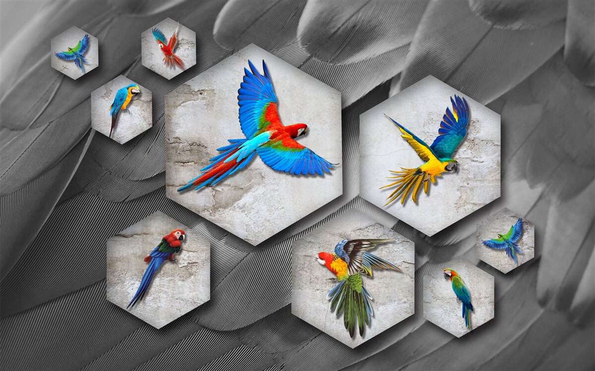 Fototapeta różne rodzaje kolorowych papug