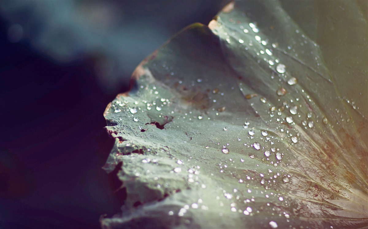 Fototapeta ziarna wczesnej rosy na liściu