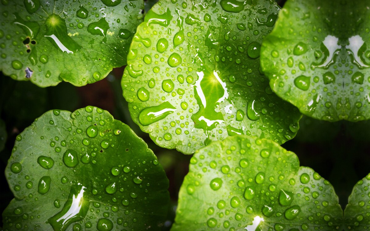 Fototapeta liście obmyte kroplami deszczu nabrały bogatego zielonego odcienia