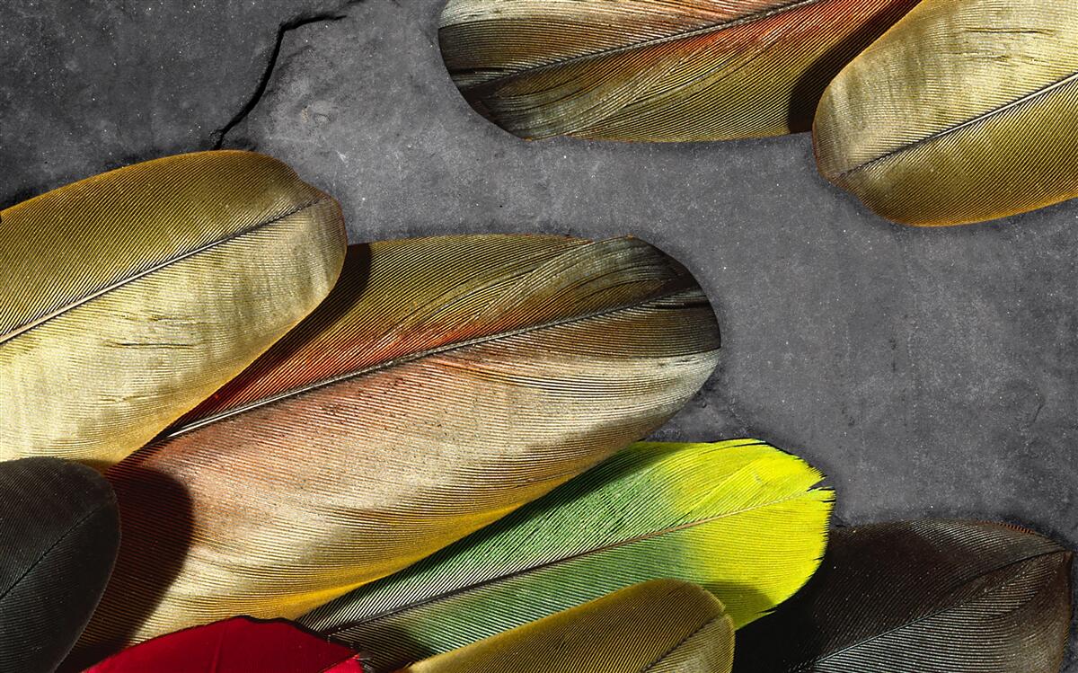 Fototapeta złote pióra błyszczą na szarym tle